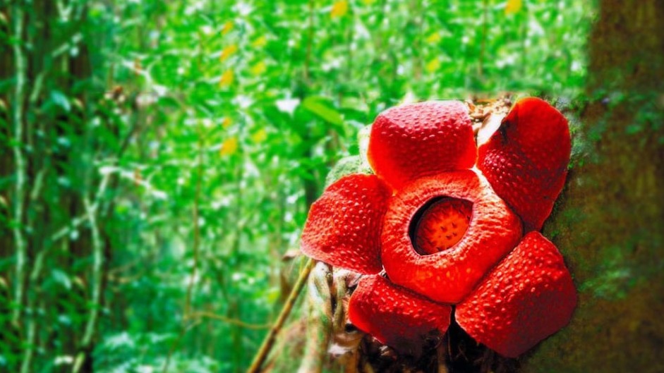 Rafflesia Trekking